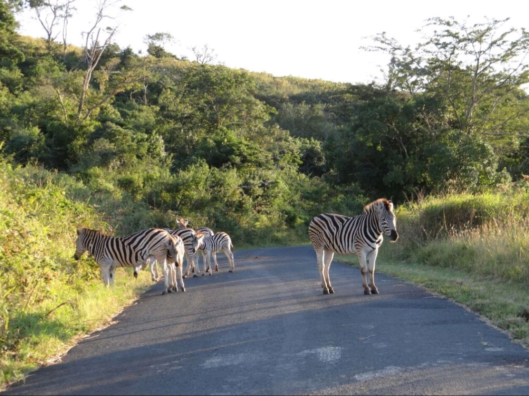 safari near durban south africa