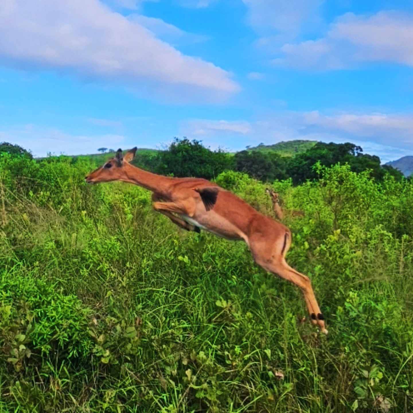 Hluhluwe Imfolozi Park Safari Durban Safaris