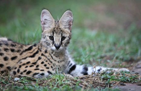 Emdoneni Lodge Safari